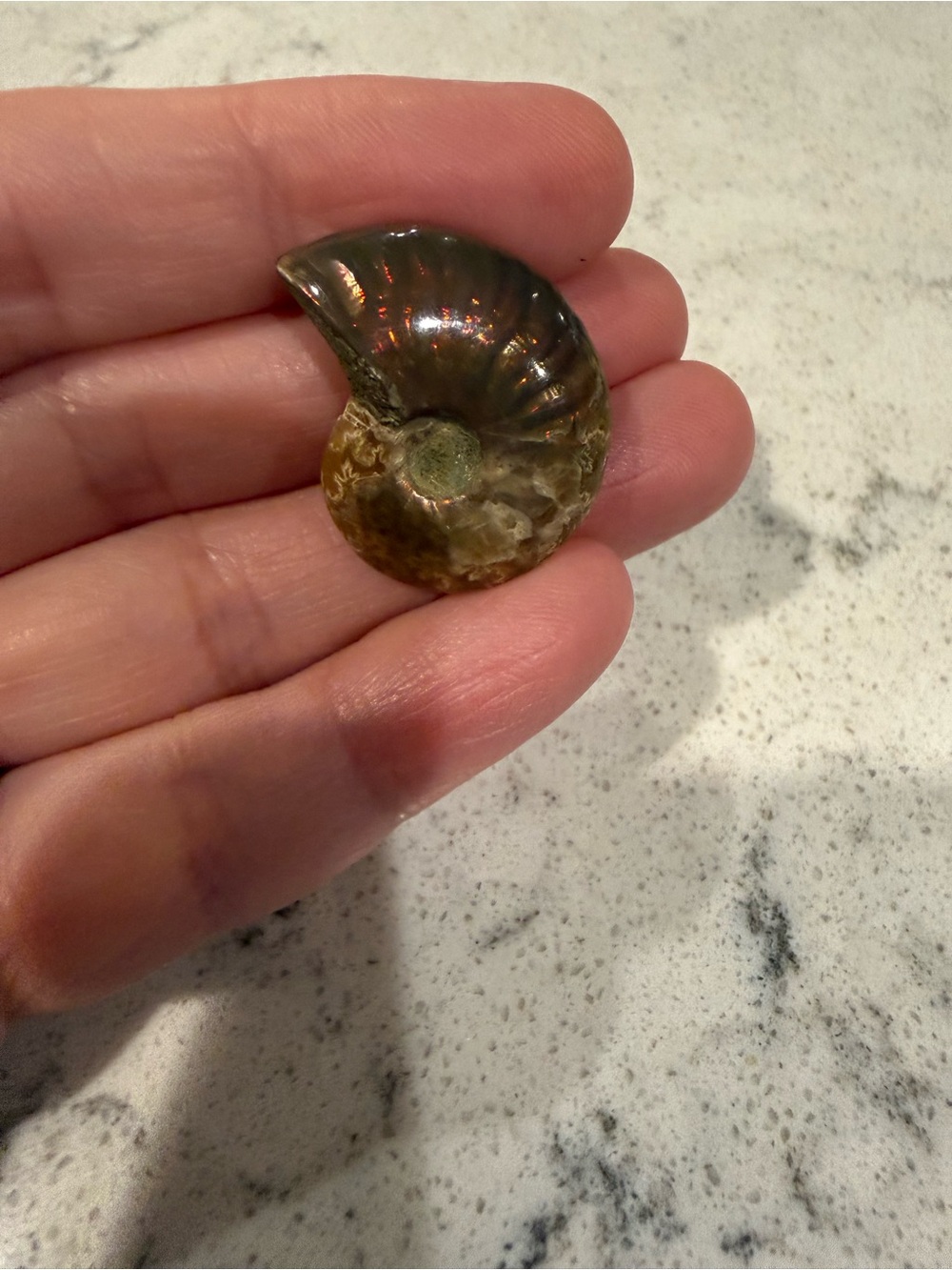Ammonite Fossil Shell